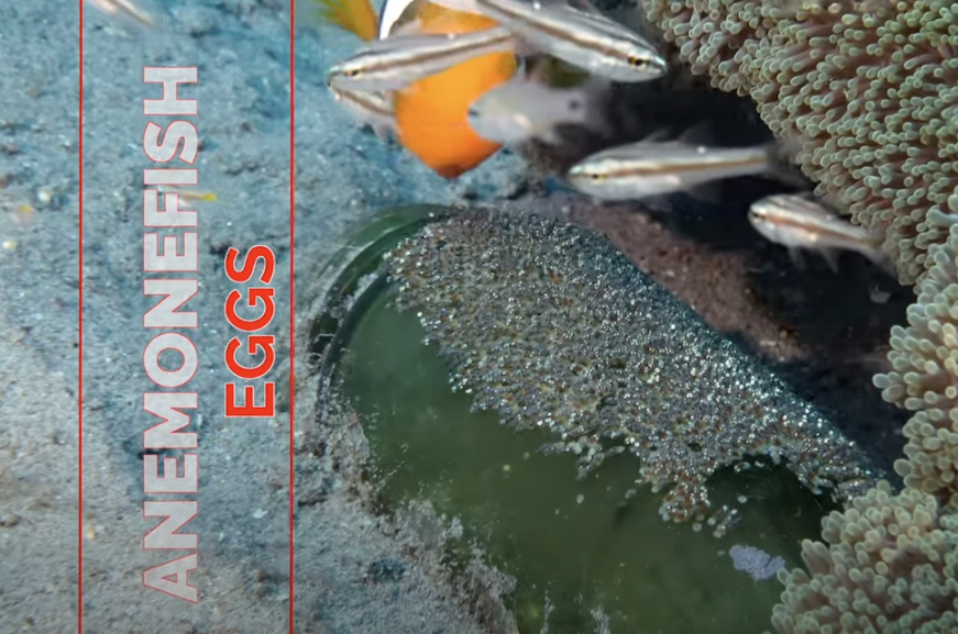 Anemonefish Parenthood: Protecting the Next Generation on a Green Bottle